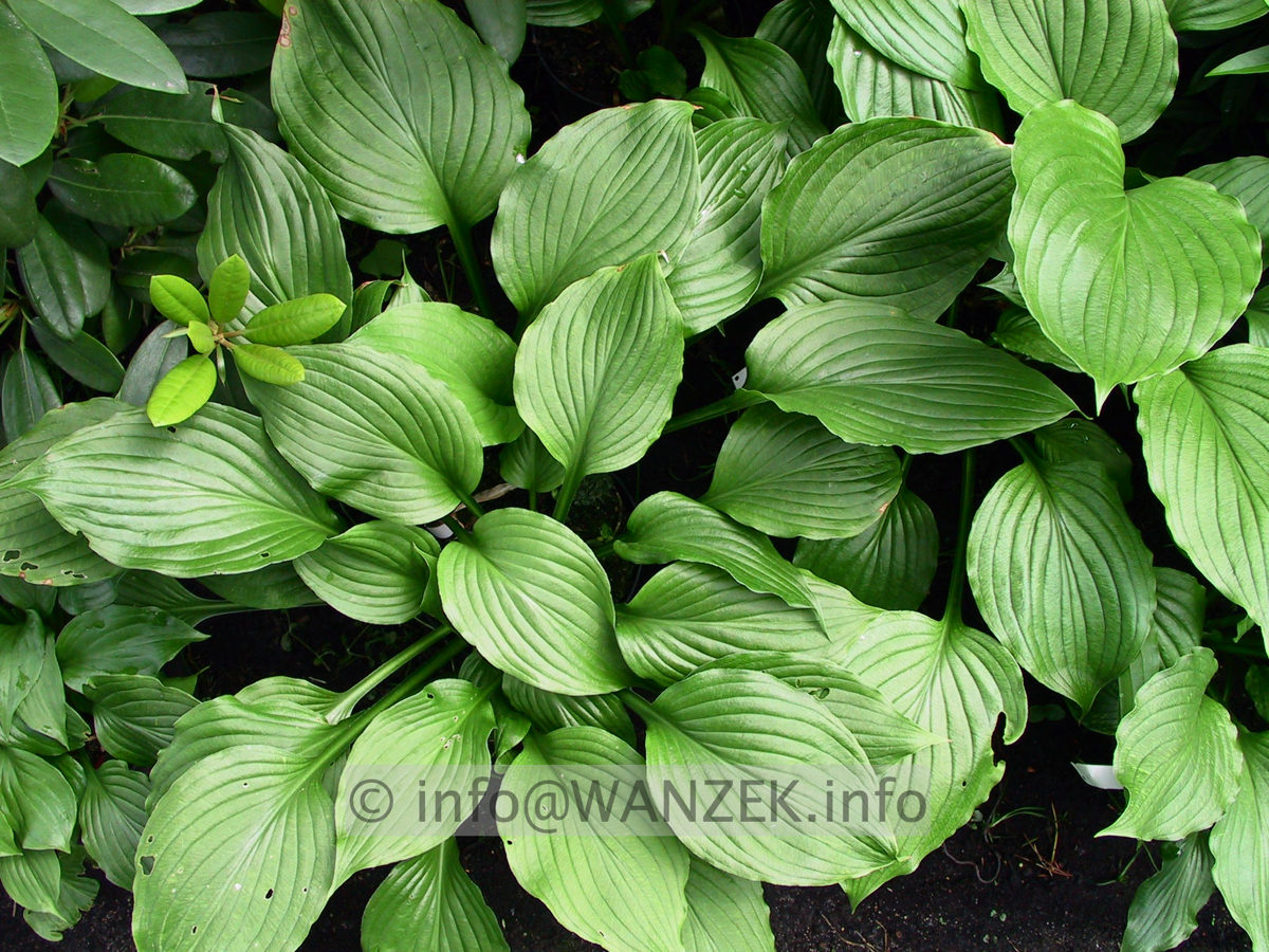Hosta Hybride Gruene Dame 03.jpg